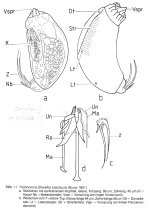 Trichocerca brachyura