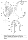 Trichocerca brachyura