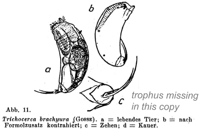 Trichocerca brachyura Trichocerca brachyura