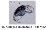 Trichocerca brachyura