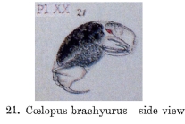 Trichocerca brachyura