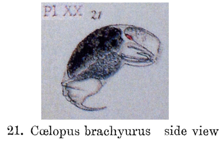Trichocerca brachyura Trichocerca brachyura