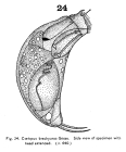 Trichocerca brachyura