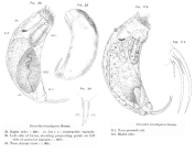 Trichocerca brachyura