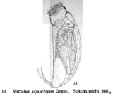 Trichocerca brachyura