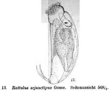 Trichocerca brachyura Trichocerca brachyura