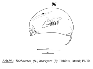 Trichocerca brachyura