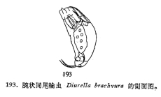Trichocerca brachyura