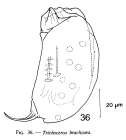 Trichocerca brachyura