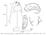 Trichocerca brachyura