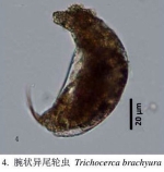 Trichocerca brachyura