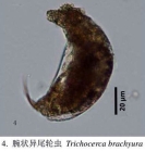 Trichocerca brachyura