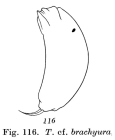 Trichocerca brachyura