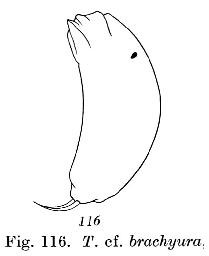 Trichocerca brachyura Trichocerca brachyura