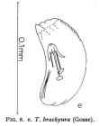 Trichocerca brachyura