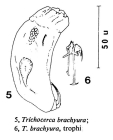 Trichocerca brachyura