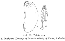 Trichocerca brachyura