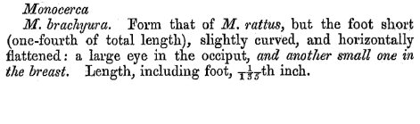 Trichocerca brachyura - Original description image