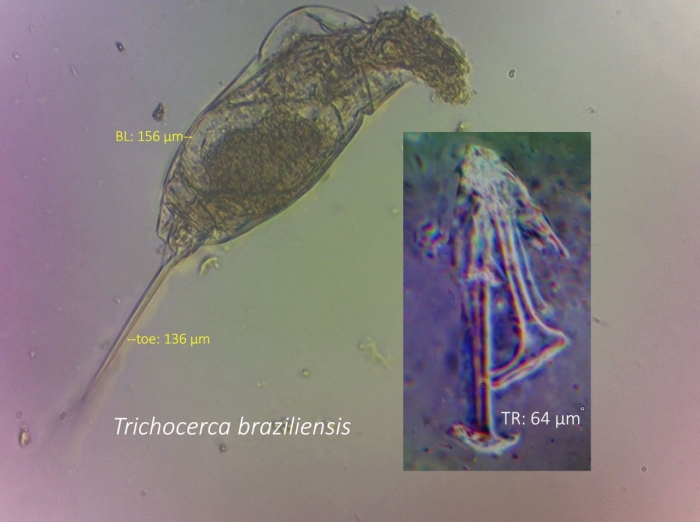Trichocerca braziliensis Trichocerca braziliensis