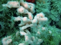 Porifera (sponges)