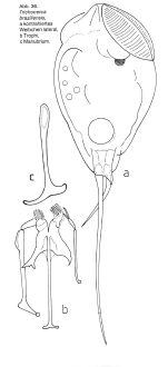 Trichocerca braziliensis