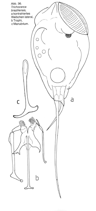 Trichocerca braziliensis Trichocerca braziliensis