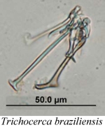 Trichocerca braziliensis