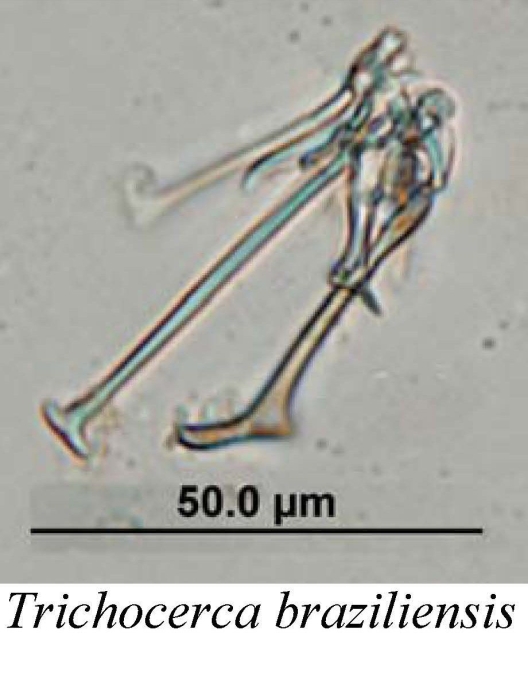 Trichocerca braziliensis Trichocerca braziliensis