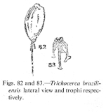Trichocerca braziliensis