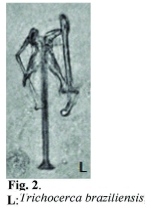 Trichocerca braziliensis