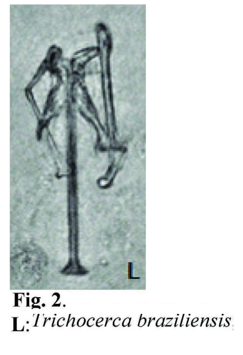 Trichocerca braziliensis Trichocerca braziliensis