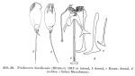 Trichocerca braziliensis