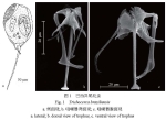 Trichocerca braziliensis