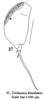 Trichocerca braziliensis