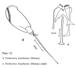 Trichocerca braziliensis