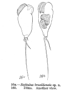 Trichocerca braziliensis