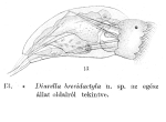 Trichocerca brevidactyla - Original description image