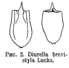 Trichocerca brevistyla