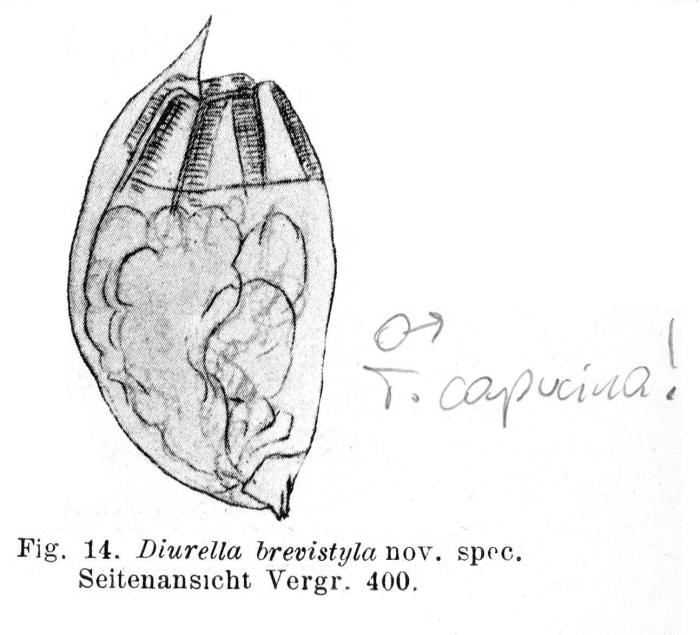 Trichocerca brevistyla - Original description image