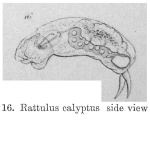 Trichocerca calypta - Original description image