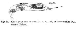 Trichocerca capucina