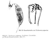 Trichocerca capucina