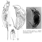 Trichocerca capucina