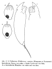 Trichocerca capucina