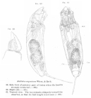 Trichocerca capucina