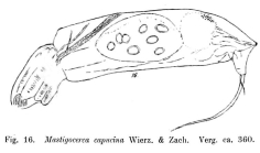 Trichocerca capucina