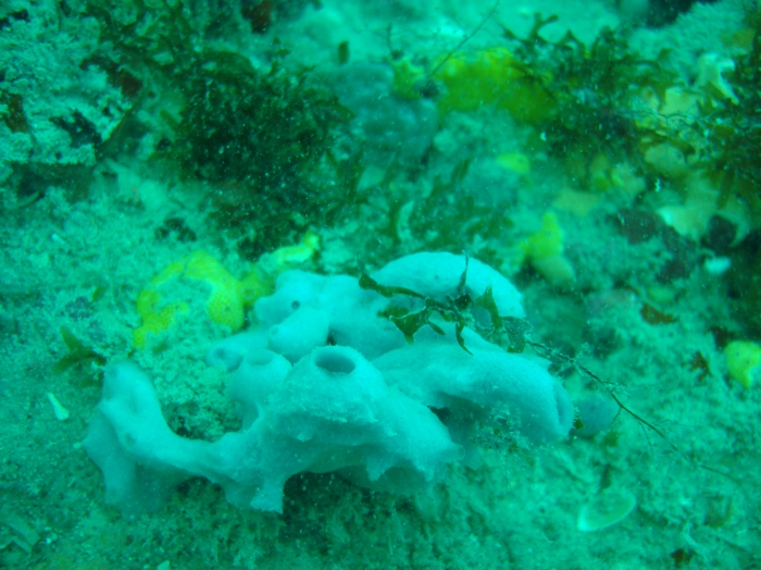 Leucetta floridana in vivo (Brazil, Rio Grande do Norte state)