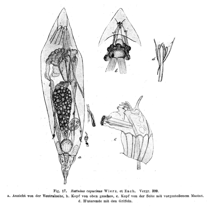 Trichocerca capucina Trichocerca capucina