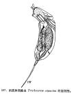 Trichocerca capucina