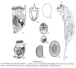 Trichocerca capucina
